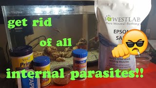 How to cure internal parasites fish [upl. by Rufena]