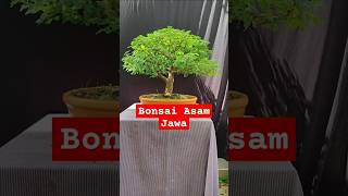 Bonsai Asam Jawa Perantingan Cukup Lengkap bonsai [upl. by Steffi]