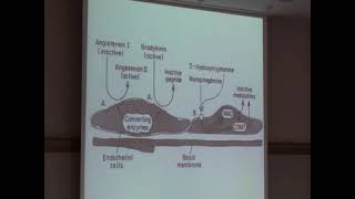 Paul Vanhoutte Vasomotor Effects of Norepinephrine Histamine and Bradykinin [upl. by Ifar]