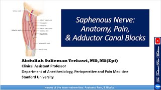 Saphenous nerve Anatomy Pain and Adductor Canal Block [upl. by Gerdi]