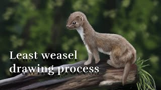 Least weasel drawing process  speedpaint [upl. by Baniez]