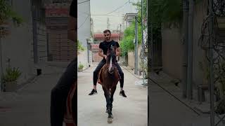 Ridding on stallion named as GOOD LUCK 🥰 horse [upl. by Kela]