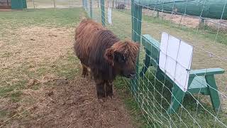 Mini Highland Calf at Rooftop Reindeer Landing in Clare MI 11172024 [upl. by Elysia]