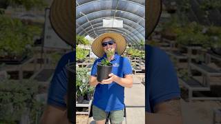 Capparis Spinosa AKA Caper Bush  SummerWinds Nursery AZ [upl. by Yeltrab819]