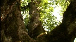 Parco delle Madonie Documentario Rai [upl. by Hamimej]