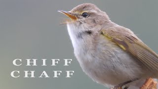 CHIFFCHAFF bird singing birds sounds [upl. by Gray]