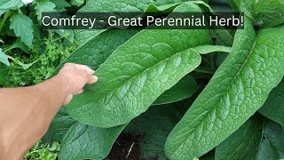 Comfrey Uses Benefits and How to Grow It [upl. by Felicity542]