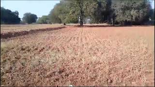 Land for sale madhugiri 1Acre 3kunta 30 laks total negishable Tar road near 300meters ph 9739628504 [upl. by Ertnom]