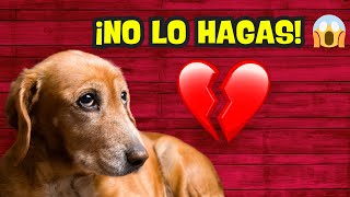 🐾 9 ERRORES que tu PERRO NUNCA TE PERDONARÁ 😱 ¡El 3 te dejará en shock [upl. by Yllim]