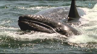 Ballenas asesinas  Discovery Channel Latinoamerica [upl. by Acirat]