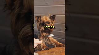 Don’t suck at feeding your dog scraps are bad dog doglover [upl. by Jenks]