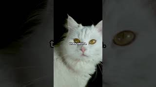 Why Do Cat Eyes Glow in the Dark 🐱✨ shorts shortvideo animals pet petlovers animalfacts cat [upl. by Maupin]