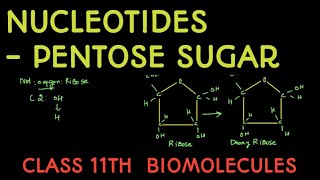 PENTOSE SUGAR [upl. by Siward]