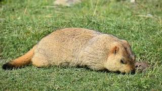 Himalayan Marmot Please subscribe my channel  please view other videos too  thanks for watching [upl. by Ganley]