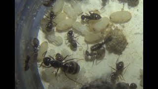 Lasius fuliginosus 1 explication dune super parasite [upl. by Ailee757]