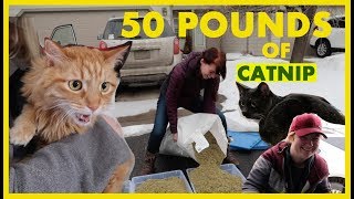 50 Pounds of Catnip VS Cats [upl. by Otrebmuh]