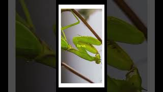 quotAbout Praying Mantisesquot Part 8 facts animals prayingmantis [upl. by Hasseman]