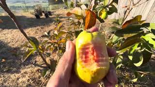 Tropical Fruit Farm Tour Mango Seedling Experiment in Southern California [upl. by Joanne]