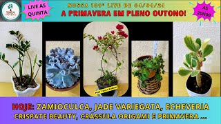 4 PLANTAS DE SOL E 1 DE SOMBRA PauloBonsai​​​​​​​​​​​😉😍 [upl. by Loy]