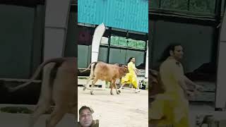 Anirudhacharya itni kirpa saware banaye rakhna gaumata shortsviral anirudhaacharya radhe krishna [upl. by Analaj182]