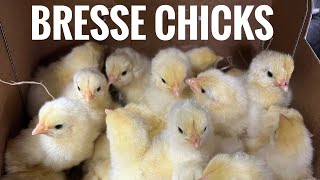 American Bresse feed trial chicks [upl. by Gilliette]