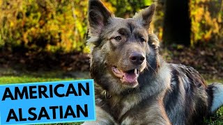 American Alsatian  Dire Wolf  TOP 10 Interesting Facts [upl. by Assir]