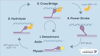 Muscle Contraction  Cross Bridge Cycle Animation [upl. by Karia786]