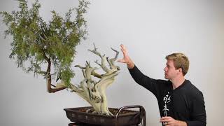 Creating a Juniper Bonsai from Yamadori material [upl. by Idnyl]