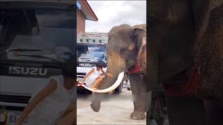 देखो कभी भी किसी जानवर को गलत मत समझना 😱 shorts elephant 1millon [upl. by Jonme]