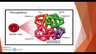 Drépanocytosemutationsanémiefalciformehémoglobine [upl. by Wohlert]