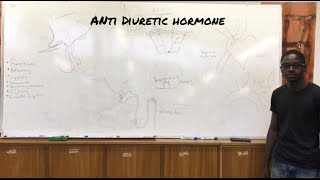 Antidiuretic Hormone ADH [upl. by Enyrehtak]