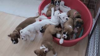 NATURAL BOBTAIL amp LONG TAIL BOXER PUPS  Eleven BOXER PUPS morning routine… [upl. by Ellard281]