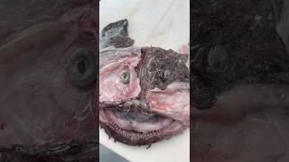 Craziest Fish Cheek Removal DexterOutdoors [upl. by Onin]