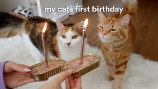 Kittens first birthday turning 1 year old [upl. by Aynna]