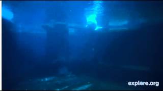 Live Beluga Whale cam [upl. by Ardnuahc461]