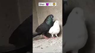 Lo G shok kro joda ka panjabi kabootar 💯🕊️ pigeon shorts shortsviral [upl. by Ahtebat]