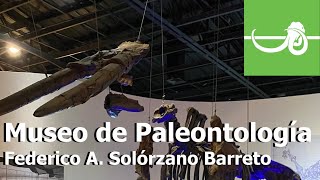 Visitando el MUSEO DE PALEONTOLOGIA Federico A Solórzeno Barreto Guadalajara Jal México [upl. by Twyla711]