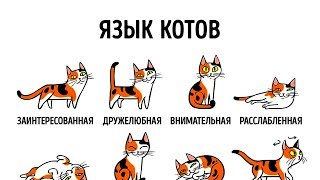 КАК НАЙТИ ОБЩИЙ ЯЗЫК СО СВОИМ КОТОМ [upl. by Glassco558]