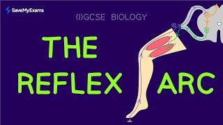 Reflex Arc Simple Explanation  IGCSE amp GCSE Biology 2024  The Nervous System Explained [upl. by Fiann]