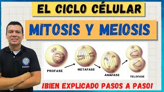 EL CICLO CELULAR MITOSIS Y MEIOSIS MARAVILLOSO BIEN EXPLICADO [upl. by Nialb749]