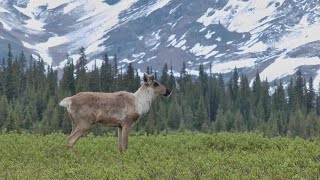 La semaine verte  Le caribou des montagnes de louest [upl. by Haggi]