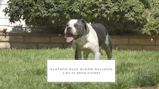 BULLDOG ALAPAHA BLUE BLOOD THE OLD SOUTHERN FARM DOG [upl. by Merete]