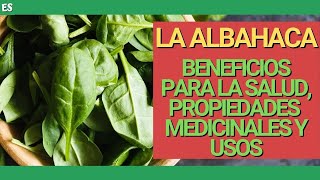 BENEFICIOS y PROPIEDADES de la ALBAHACA 🌱 USOS MEDICINALES y culinarios [upl. by Yrrag]