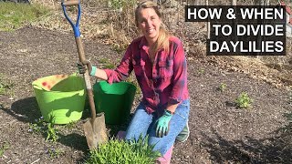 Divide Your Daylilies this Spring to Get Free Plants [upl. by Eadwine]