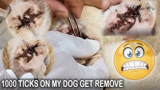 Removing 10000 Big Ticks From Dogs Ear  Dog Get Rescue 2 [upl. by Darbie958]