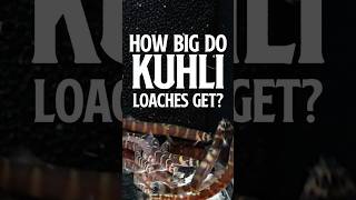 How Big do Kuhli Loaches Get  Kuhli Loaches flipaquatics [upl. by Janeen]