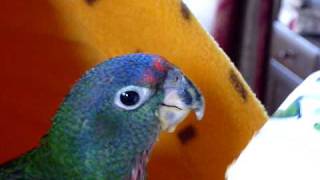 アケボノインコ「アケミちゃん」の挿し餌 Blueheaded Pianus Baby [upl. by Lowry]