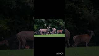 DEER SOUNDS TO ATTRACT DEERshortfeeds babyanimals shortsvideo animals nature [upl. by Peri]