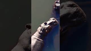 Hippos from above part 2 hippo wildlifephotography krugernationalpark safari [upl. by Ardekal]