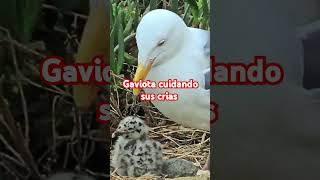 GAVIOTA Y SUS CRIAS lajollacove gaviotas sandiegocalifornia [upl. by Robet]